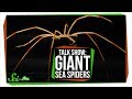 Giant Antarctic Sea Spiders | SciShow Talk Show