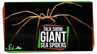 Giant Antarctic Sea Spiders | SciShow Talk Show