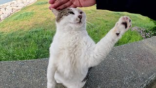 A cat stands up and interacts with a human while making a highpitched cry
