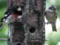 Rose Breasted Grossbeak