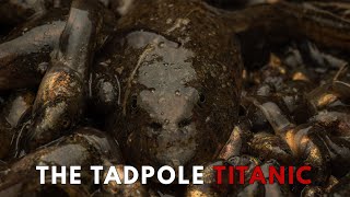 The Tadpole Titanic: When Nature Sinks Thousands