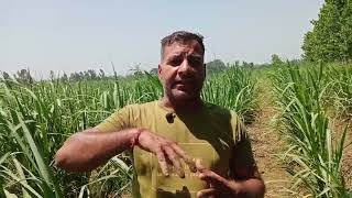 78 - UP में गन्ने Sugarcane ki फसल में रोग और किट से कैसे बचें राहुल जवान जी सुने screenshot 2