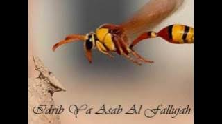 Nasheed 55: Idrib Ya Asab Al Fallujah