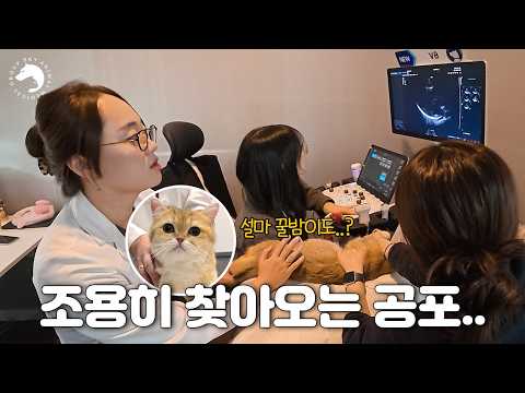 요즘 집사들 밤잠 설치게 하는 '그 병'.. 심장병 예방하는 법 알아왔어요!