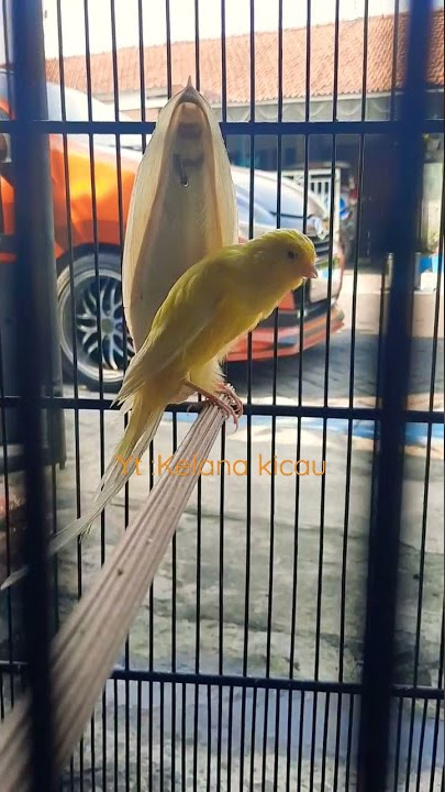 kenari rasmi iran grade super ekor klewer bossku!#kenari #kenarigacor #kenarirasmi #viral #like