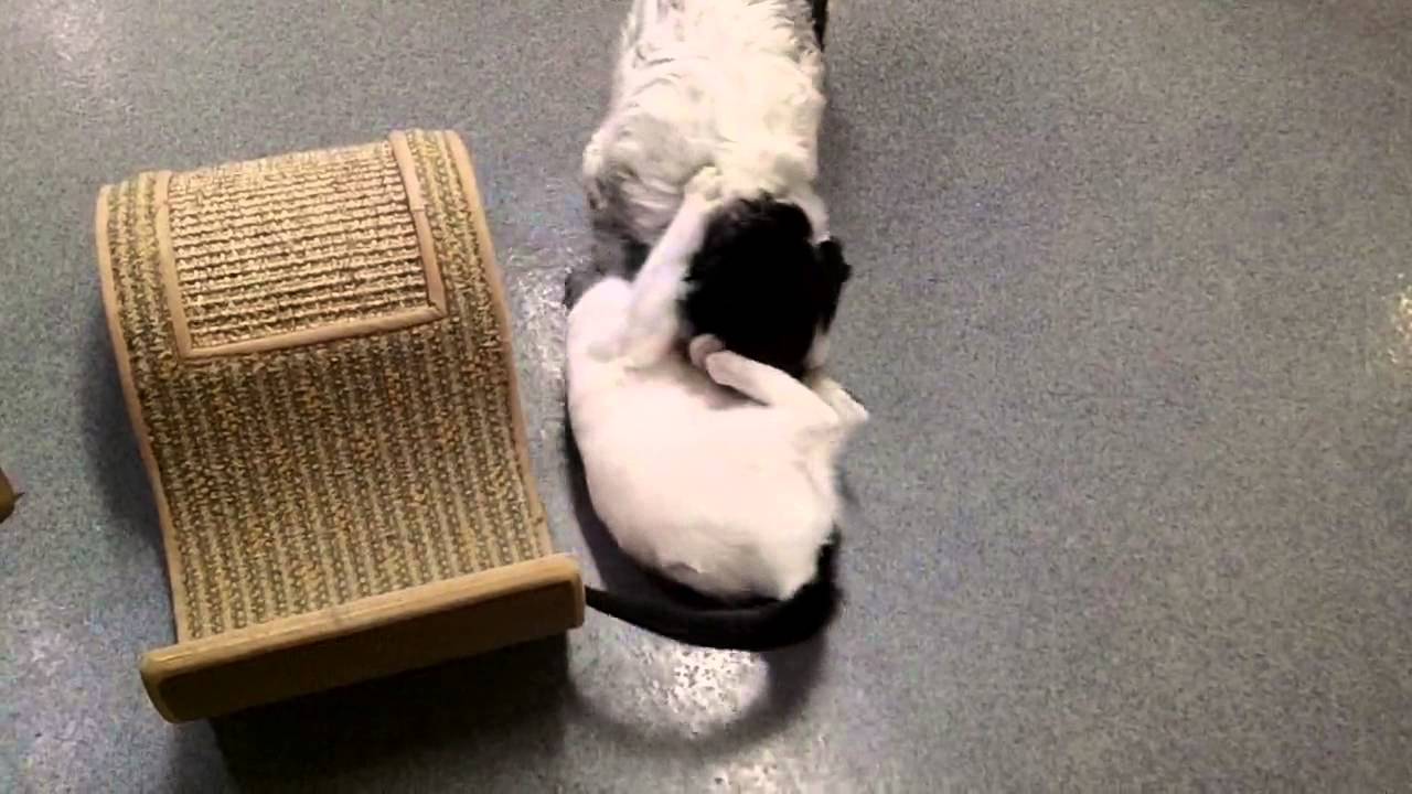 cage free vs organic eggs Willard and Janie