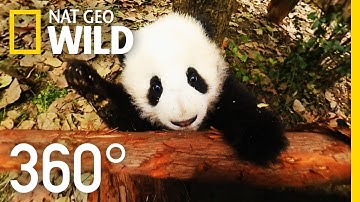 360° Baby Pandas | Nat Geo WILD