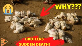 2 Penyebab Tersembunyi Kematian Mendadak pada Ayam Broiler