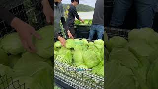 Japon Çiftçiler Lahanayı Nasıl Bu Kadar Hızlı Topluyor? 🤯