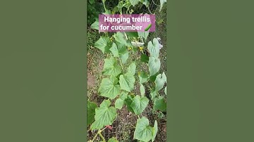 Trellis for cucumber vine #kitchengardener #cucumber #trellis #hanginggarden #gardeninginbrisbane