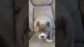 cute baby dog barking❣ #shorts #shortvideo #4k #dogbarking #viral #puppybarking
