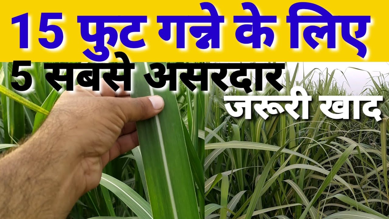 गन्ना बुवाई से कटाई तक डालो ये 5 सबसे असरदार खाद, हर साल गन्ना होगा 100 ...