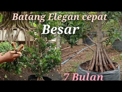 cara memperbesar batang Bahan bonsai Elegan, cara ini sangat cepat