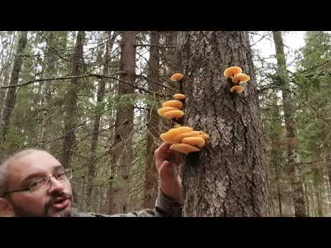 Зимний опенок (фламмулина бархатистоножковая)