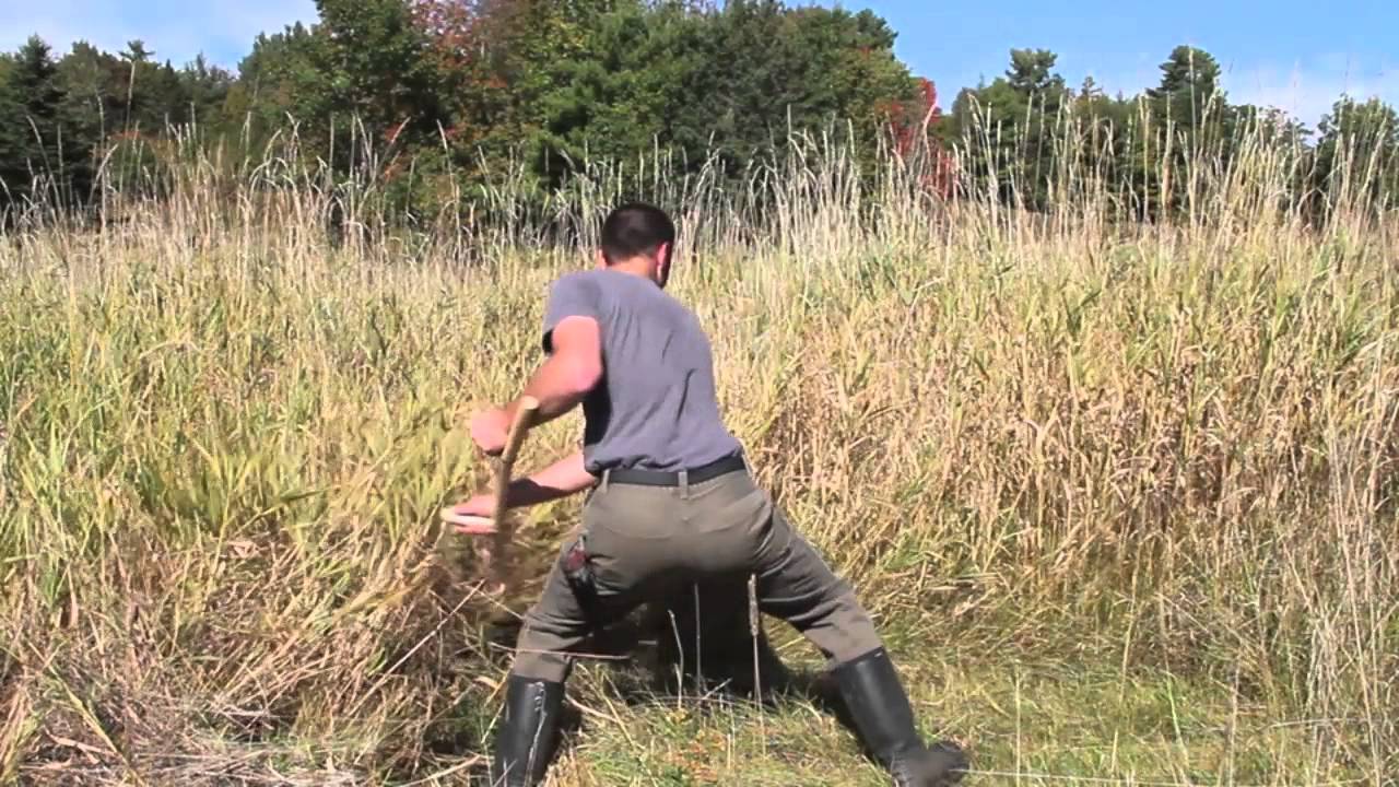 Mowing With A Child's Scythe - YouTube