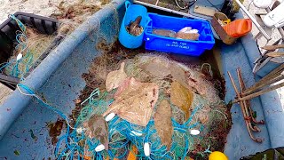 Big Haul Commercial Sole Netting  Electric Ray , Plaice , Big Sole Catch & Cook