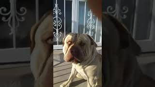 Milo the blonde by Aftershock American bully 20 views 2 years ago 1 minute, 24 seconds