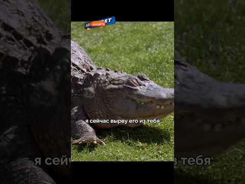 Отомстил крокодилу за руку друга🤣 #фильмы #сериал #комедия #мем