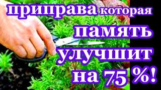 !!!СУПЕР ПАМЯТЬ!!! Приправа для улучшения Памяти, ешь ее каждый день / топ5хайп !!!СУПЕР ПАМЯТЬ!!! Приправа для улучшения Памяти, ешь ее каждый день / топ5хайп