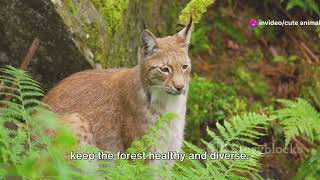The Elusive Lynx: Hunting Secrets of Finland's Forests