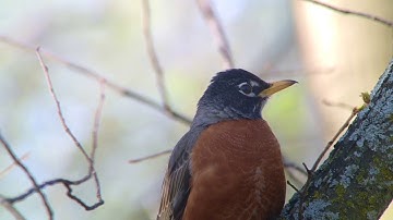 Robin Alarm Call