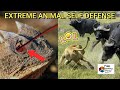 GANITO SILA LUMABAN SA MGA PREDATOR | 20 ANIMALS SELF DEFENSE