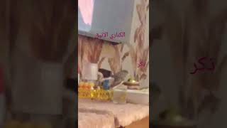 كناري يسبح في كاسة المي