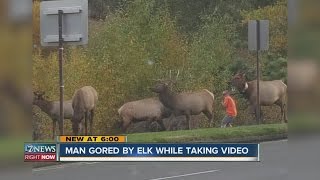 Man gored by elk while taking video