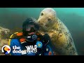 Diver's Been Playing With Wild Seals For 20 Years | The Dodo Wild Hearts