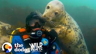 Diver's Been Playing With Wild Seals For 20 Years | The Dodo Wild Hearts