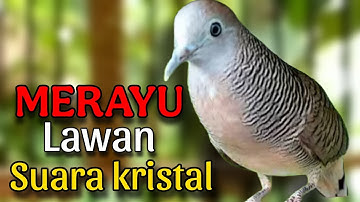 Perkutut lokal gacor suara kristal merayu lawan 