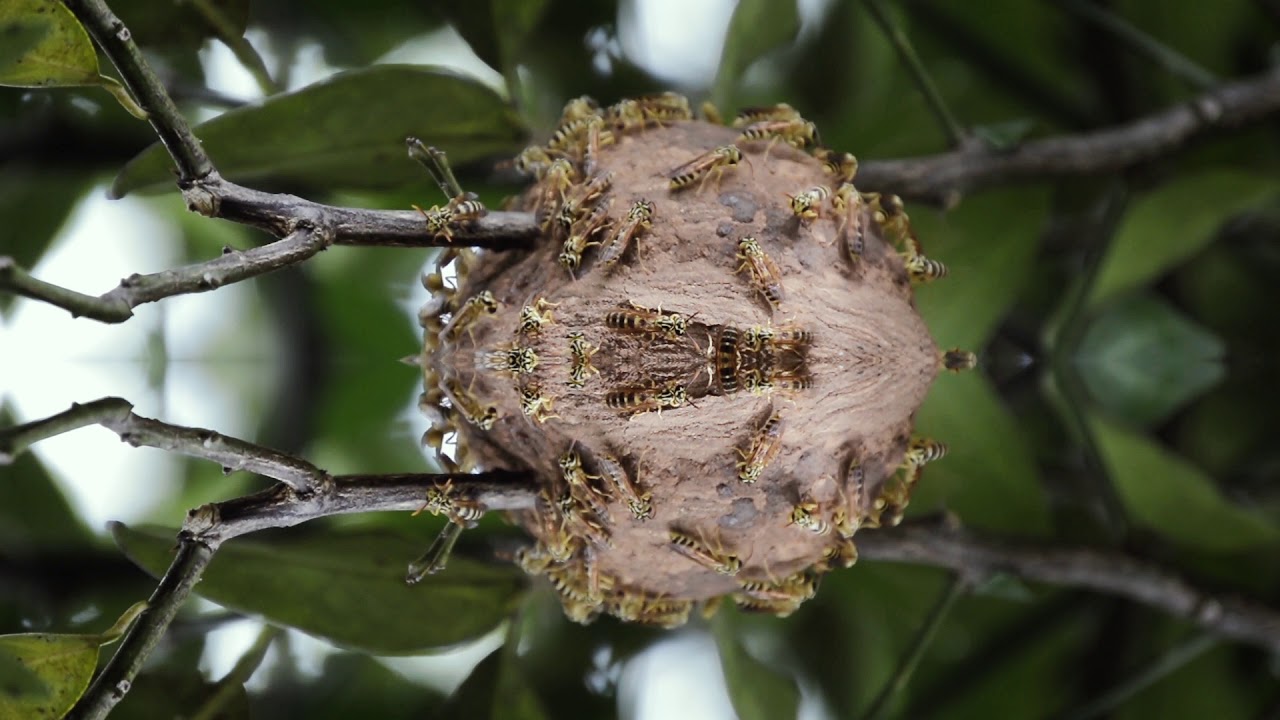 AUBERG1NE- Detect1ve (video)