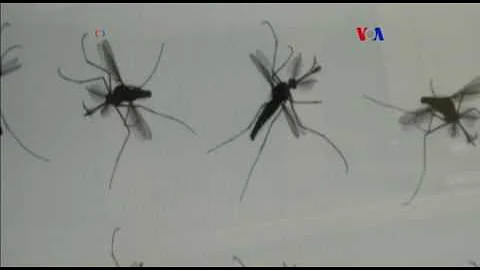 ¿Cuál es el tiempo de vida de un mosquito?