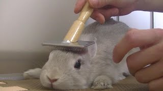 子うさぎちゃんのブラッシング動画