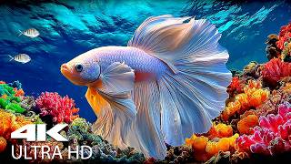 Ocean Journey 4K Ultra HD – Explore Exotic Marine Creatures & Beautiful Reef Fish
