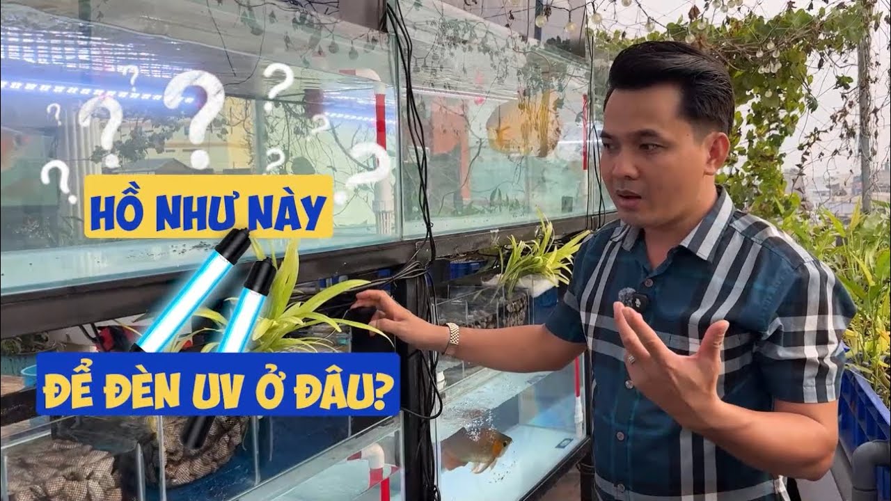 Hồ cá trong suốt, lọc nhỏ vầy thì đèn UV để đâu ? Nuôi ngoài trời buộc phải có UV nếu muốn nước trog