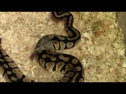 Ball Python Morph TV Folge 8 - Häutung 3