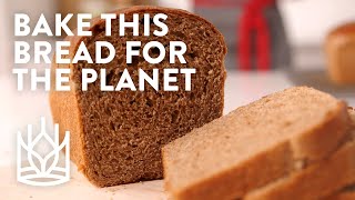 Delicious Climate-Friendly Sandwich Bread Delicious Climate-Friendly Sandwich Bread