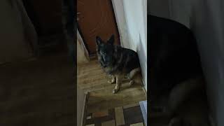 Level 100 Good Boy: The Ultimate Wait Test 🐶🥺#germanshepherd #goodboy