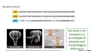 Ch. 3 Genome Structure, Organization, Variation - Part 4 - Genetic change and morphological diff.