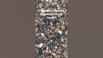 Hunting For Fossil Shark Teeth in New Jersey! #shorts