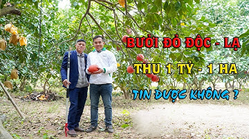 Mô hình trồng bưởi đỏ Đông Cao || Người bảo tồn và duy trì phát triển giống bưởi đỏ độc lạ