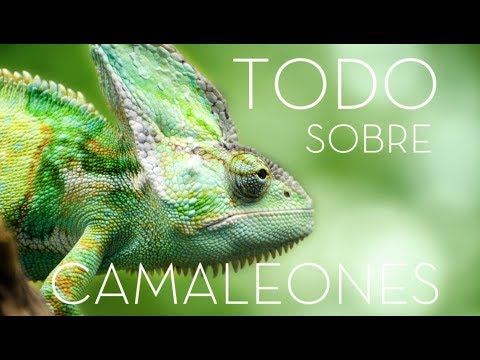 Vídeo: Camaleão Velado - Chameleo Calyptratus Calyptratus Raça Réptil Hipoalergênico, Saúde E Vida Útil