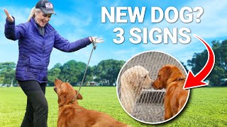 3 Things to WATCH Out for When Choosing a NEW Dog by Shannon Walker - The Pack Leader 471 views 4 months ago 4 minutes, 48 seconds