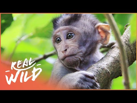 Video: What Documentaries Were Filmed About Monkeys