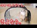 子猫たちがお世話になりました。【マンチカン】