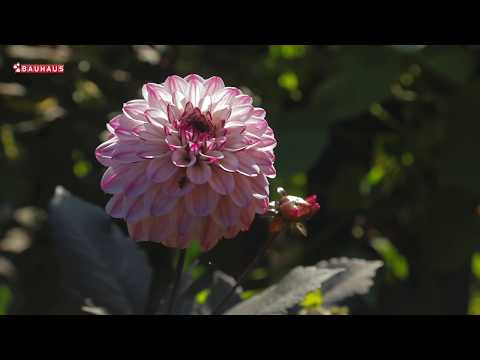 Video: Informacije o biljci Tigridia - Kako uzgajati tigrovo cvijeće u vrtu