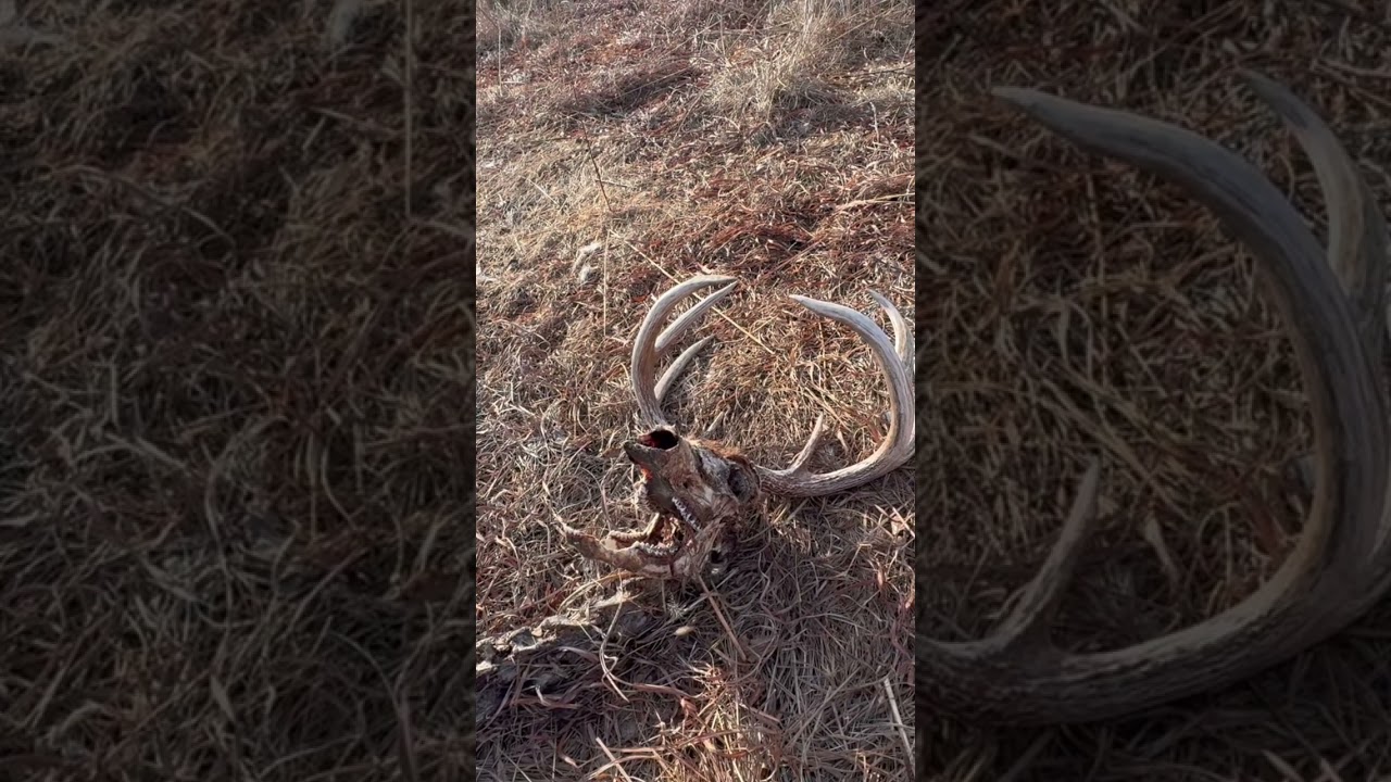 Довольно неплохие 8 очков.