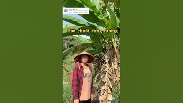 Hoa chuối rừng cả nhà từng ăn chưa #shorts