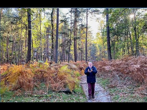 Vidéo: La forêt est notre richesse ! Importance, conservation et protection des forêts. Forêts de Russie